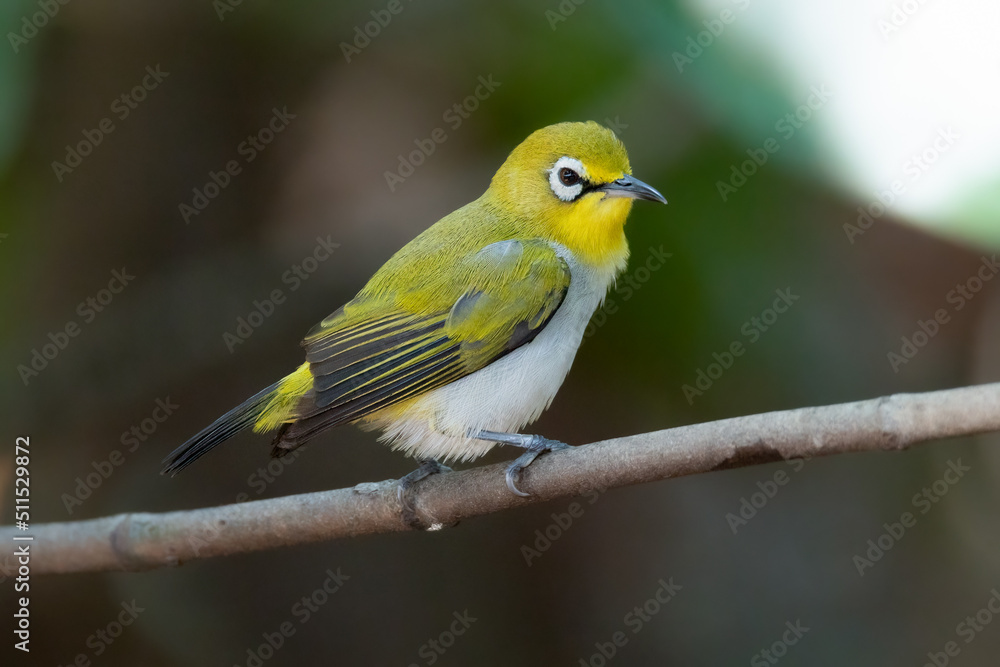 Swinhoe's White-eye