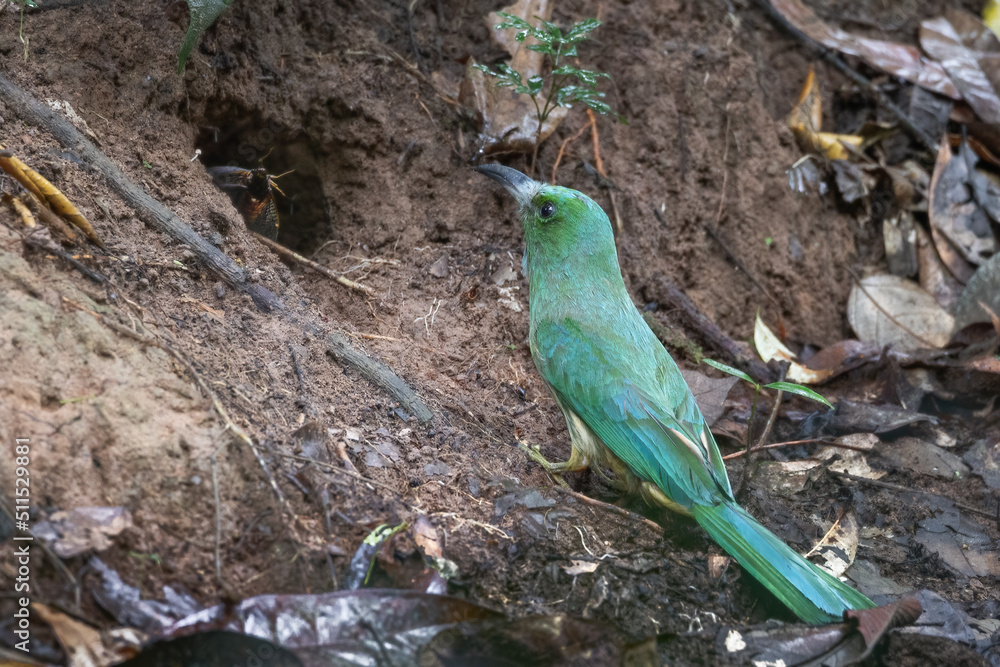 Blue-bearded Bee-eater birds are feeding the young in the hollow. Blue-bearded Bee-eater birds are feeding the young in the hollow.
