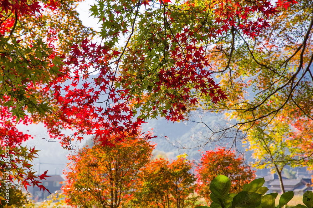 円通寺（兵庫県丹波市）の紅葉