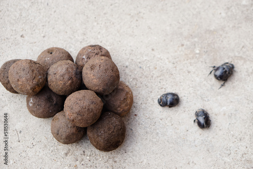 Pile of soil dung balls and dung beetles. Roll dung into round balls. Concept : weird wildlife animals.                        photo