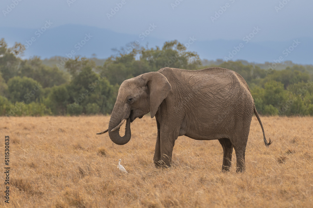 Fototapeta premium African elephant walking through the savannah Kenya Masai mara