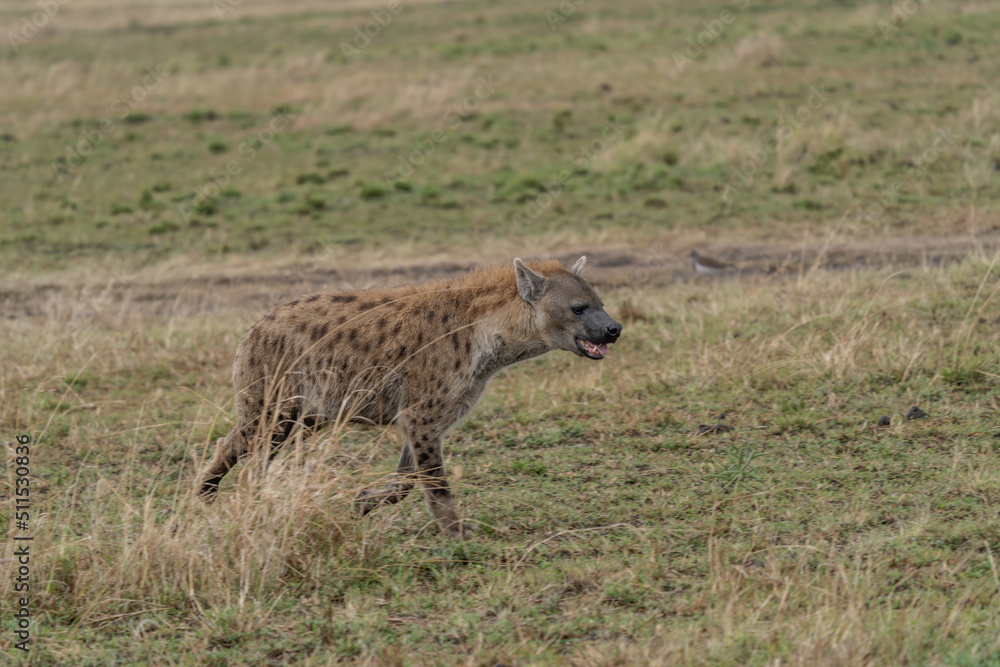 Obraz premium Hyena, detail portrait. Spotted hyena, Crocuta crocuta, angry animal near the water hole, dark forest with trees. Animal in nature, Okavango, Botswana. Wildlife Africa.
