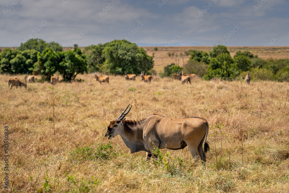 An eland bull (Taurotragus oryx) glances at the camera as he walks across a hilly savannah. Ol Pejeta Conservancy, Laikipia, Kenya. An eland bull (Taurotragus oryx) glances at the camera as he walks across a hilly savannah. Ol Pejeta Conservancy, Laikipia, Kenya.