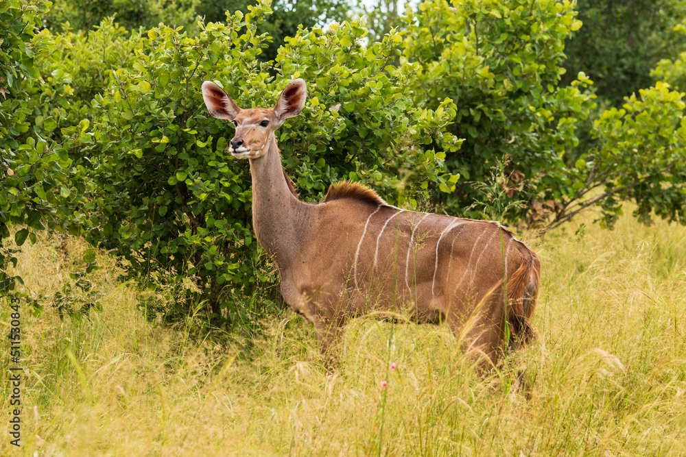 Fototapeta premium An eland bull (Taurotragus oryx) glances at the camera as he walks across a hilly savannah. Ol Pejeta Conservancy, Laikipia, Kenya.