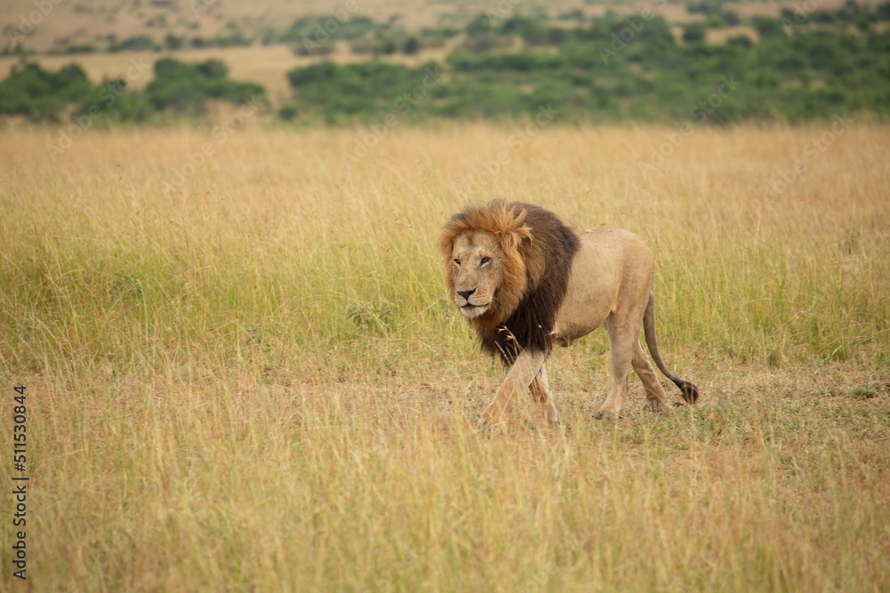 Beautiful Lion Caesar in the golden grass of Masai Mara, Kenya Panthera Leo. Beautiful Lion Caesar in the golden grass of Masai Mara, Kenya Panthera Leo.