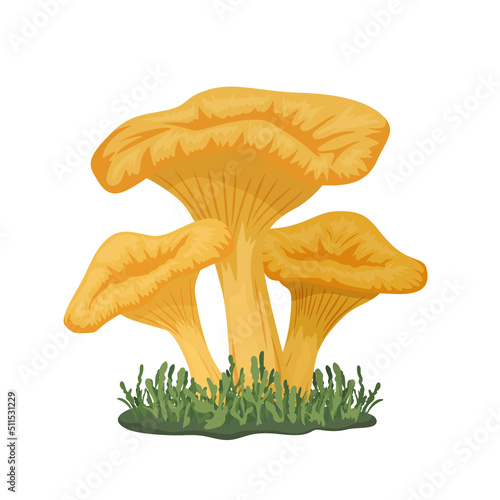 Vector Three Chanterelle Mushrooms on Meadow. Hand Drawn Cartoon Yellow Chanterelle Mushroom Set Isolated. Design Template, Clipart. Cantharellus Cibarius. Mushroom Family
