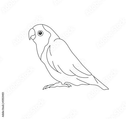 Vector isolated cute cartoon one lovebird parrot side view colorless black and white contour line drawing