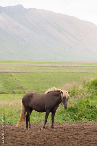 Brown Icelandic horse in Iceland