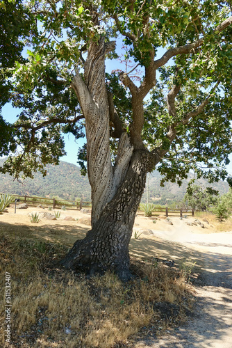 twisted oak trunks on the ranch