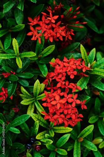 Dark Nature Concept. Bright red flowers on a background of dark green foliage close-up