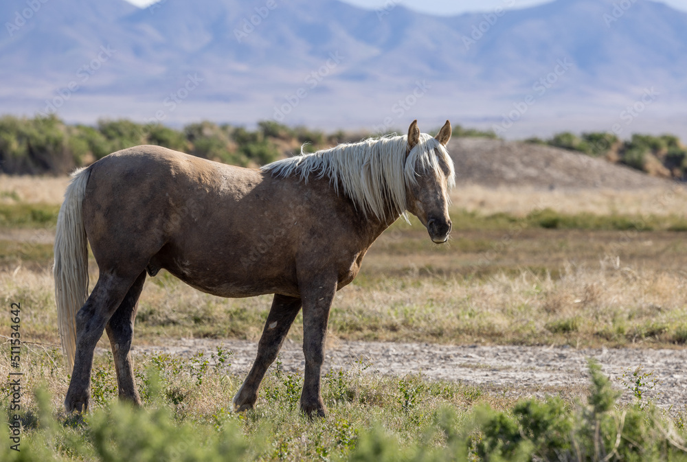 Beautiful Wild Horse in the Utah Desert in Springtime Beautiful Wild Horse in the Utah Desert in Springtime