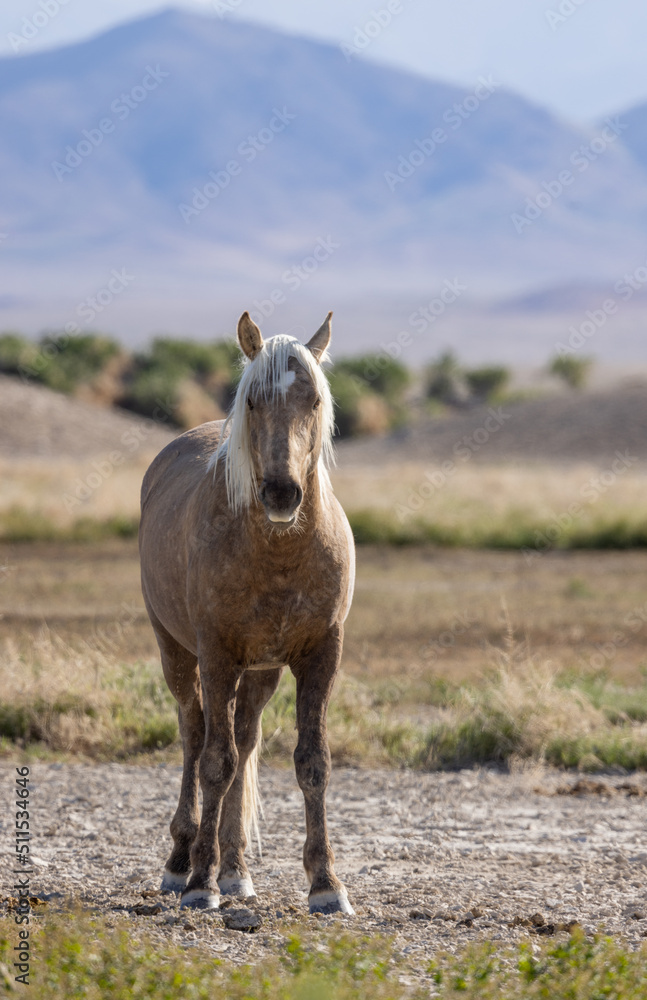 Beautiful Wild Horse in the Utah Desert in Springtime Beautiful Wild Horse in the Utah Desert in Springtime