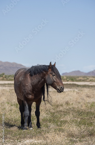 Beautiful Wild Horse in the Utah Desert in Springtime