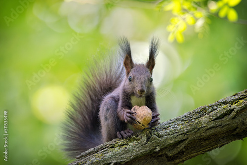 Fotografie Close-up of a black squirrel on the tree brunch
