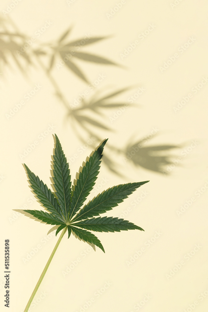 Marijuana branch shadow background. Nature cannabis branch, leaf, dark shadow and light from sunlight dappled on a pastel sand color background.
