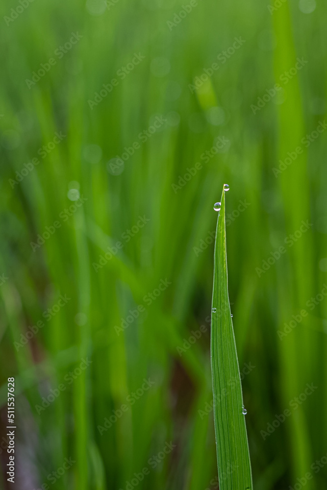 dew on grass dew on grass