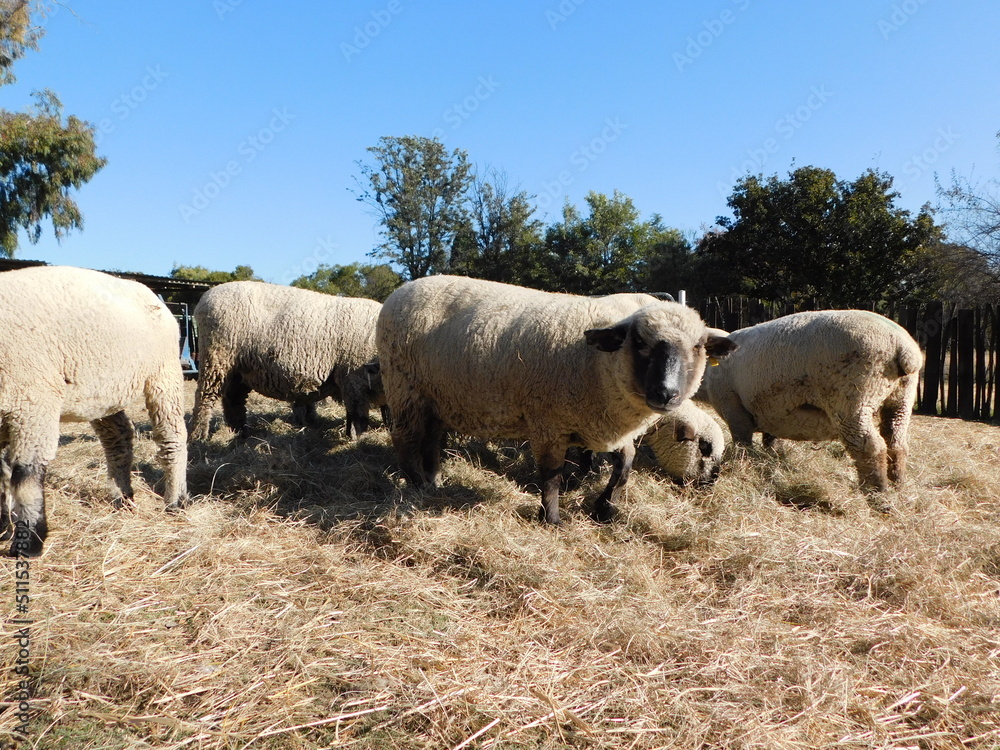 Hampshire Down Ewe sheep standing on and around a heap of hay while eating the hay from the pile on a sunny winter's day under a clear blue sky Hampshire Down Ewe sheep standing on and around a heap of hay while eating the hay from the pile on a sunny winter's day under a clear blue sky