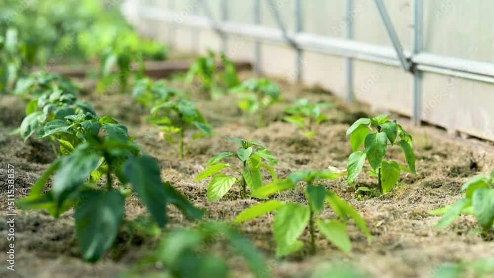 Cultivating bell peppers in a greenhouse on summer day. Growing own fruits and vegetables in a homestead. Gardening and lifestyle of self-sufficiency. Cultivating bell peppers in a greenhouse on summer day. Growing own fruits and vegetables in a homestead. Gardening and lifestyle of self-sufficiency.
