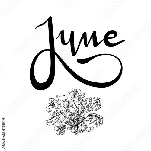 Letrero de letras escritas a mano y vectorizado "June". Recurso grafico sobre fondo blanco, junio mes del año con flores de Agapanthus, Flor del amor, Lirio africano.