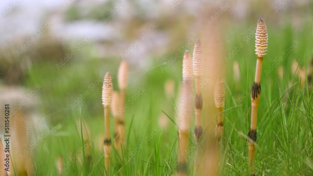 Common Field Horsetail In Shallow Depth Of Field. Selective Focus Shot, Pan Left Common Field Horsetail In Shallow Depth Of Field. Selective Focus Shot, Pan Left