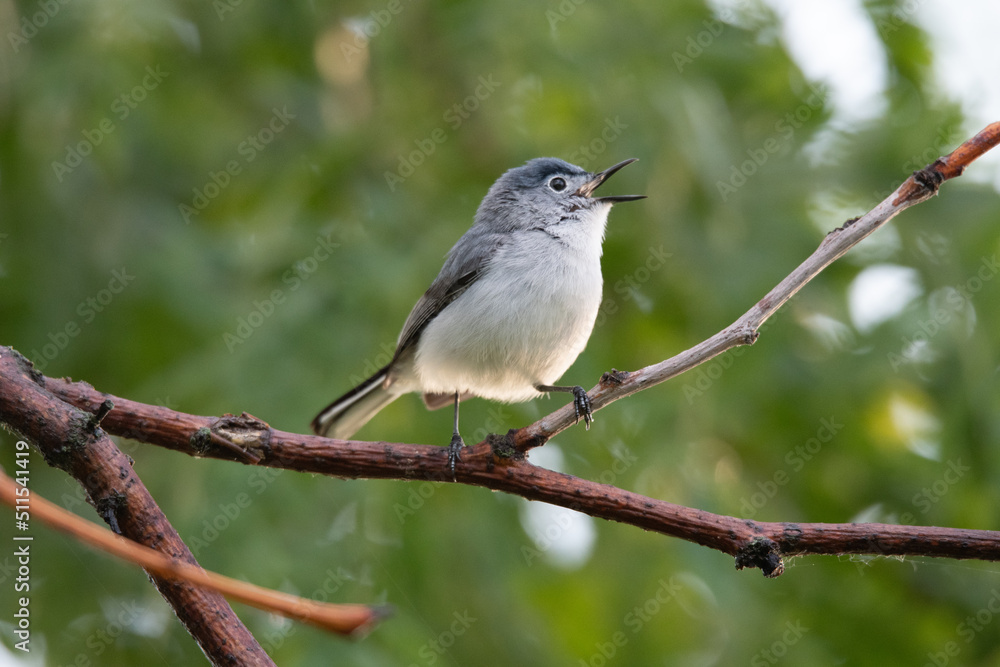 Obraz premium Blue-grey Gnatcatcher singing