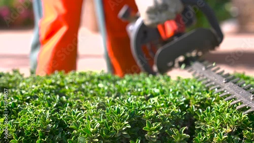 Home and garden concept. Hedge trimmer in action. Shrub trimming work. Shrub pruning. Gardening and trimming activities. Great detail of the cut leaves splashing photo