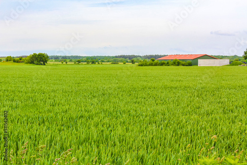 North German agricultural field forest trees nature landscape panorama Germany.