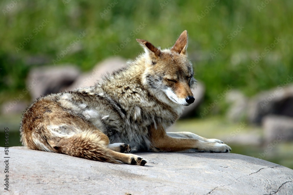 Obraz premium coyote