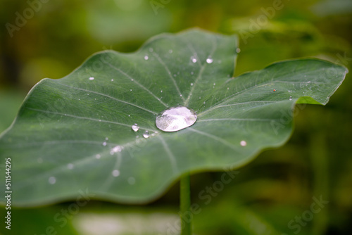 nice detail of water drops on leaf - macro detail
