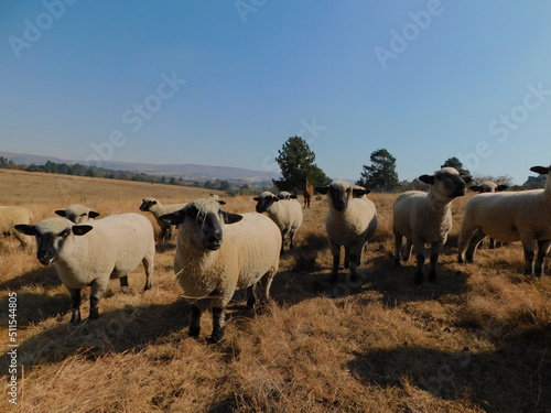 View from the front of a herd of Hampshire Down Ewe sheep all huddled together standing in the countryside, on a golden winter's grassland, a Pine tree on the horizon, hilltops and a beautiful blue s