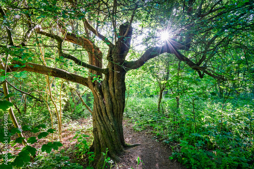 Sunlight through an old tree