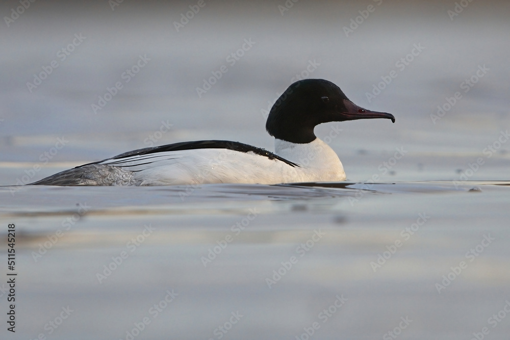 Fototapeta premium Goosander or common merganser (Mergus merganser) male swimming in water.