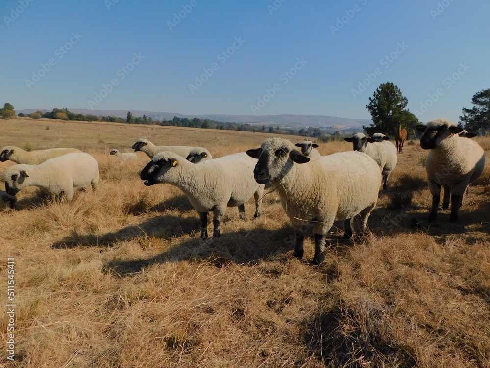 View from the front of a herd of Hampshire Down Ewe sheep all huddled together standing in the countryside, on a  golden winter's grassland, a Pine tree on the horizon, hilltops and a beautiful blue s