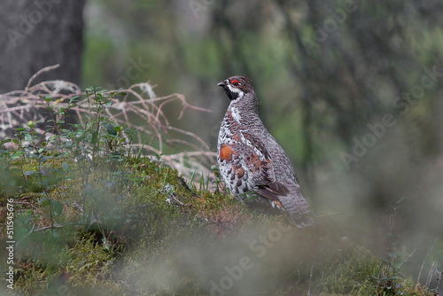 Photography Hazel grouse (Tetrastes bonasia) standing on a mossy rock in the forest