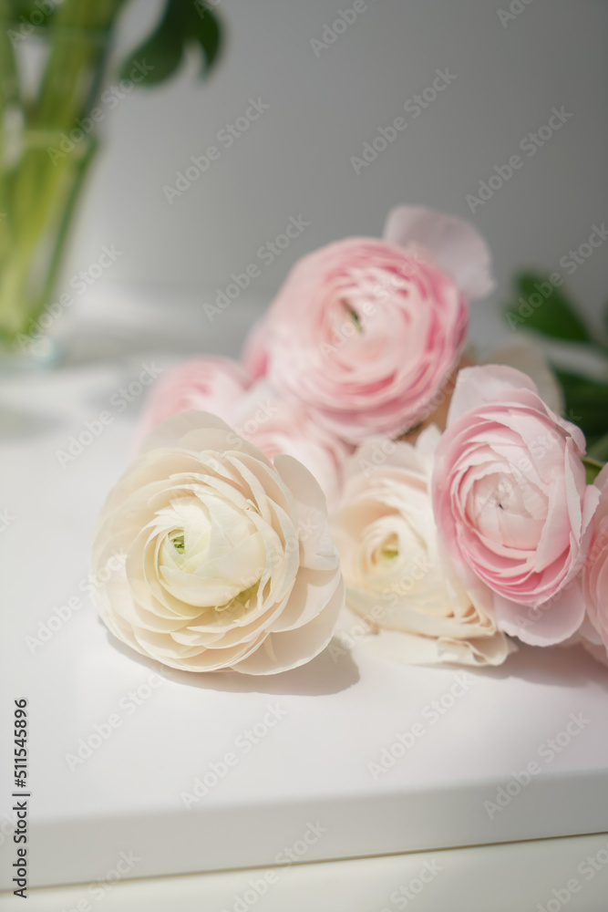 Close-up of pink and light ranunculus lying on a white table in the sun Close-up of pink and light ranunculus lying on a white table in the sun