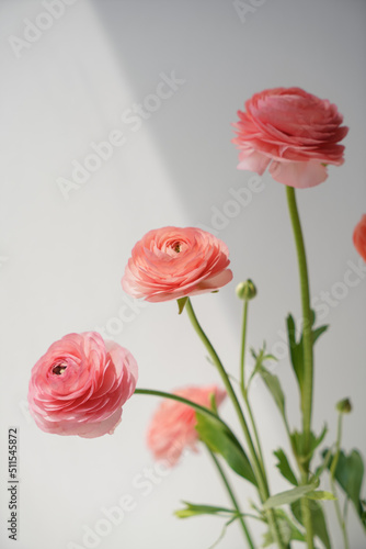 Coral ranunculus, close-up of flowers on a light background