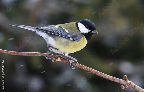 Great tit (Parus major) sitting on a branch in snowfall.