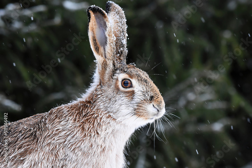 European hare (Lepus europaeus) closeup in winter. photo