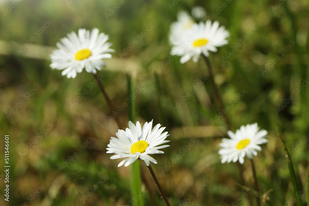 Beautiful tender daisy flowers growing outdoors, closeup