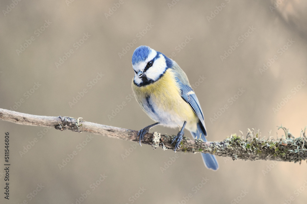 Obraz premium Eurasian blue tit (Cyanistes caeruleus) sitting on a branch.