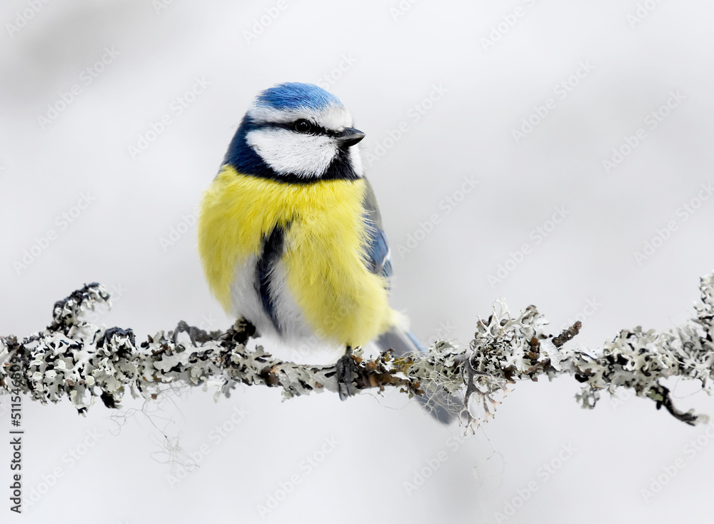 Fototapeta premium Eurasian blue tit (Cyanistes caeruleus) sitting on a branch.