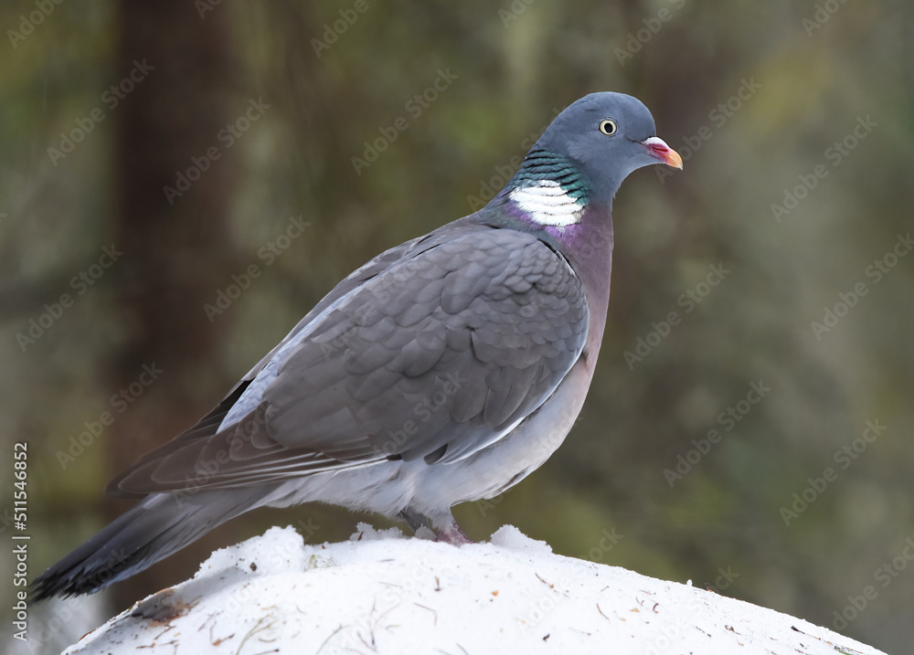 Common wood pigeon (Columba palumbus) sitting on a snowy rock in the forest. Common wood pigeon (Columba palumbus) sitting on a snowy rock in the forest.