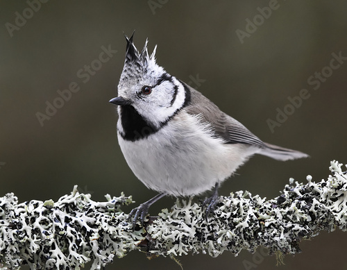 European crested tit (Lophophanes cristatus) in the forest.