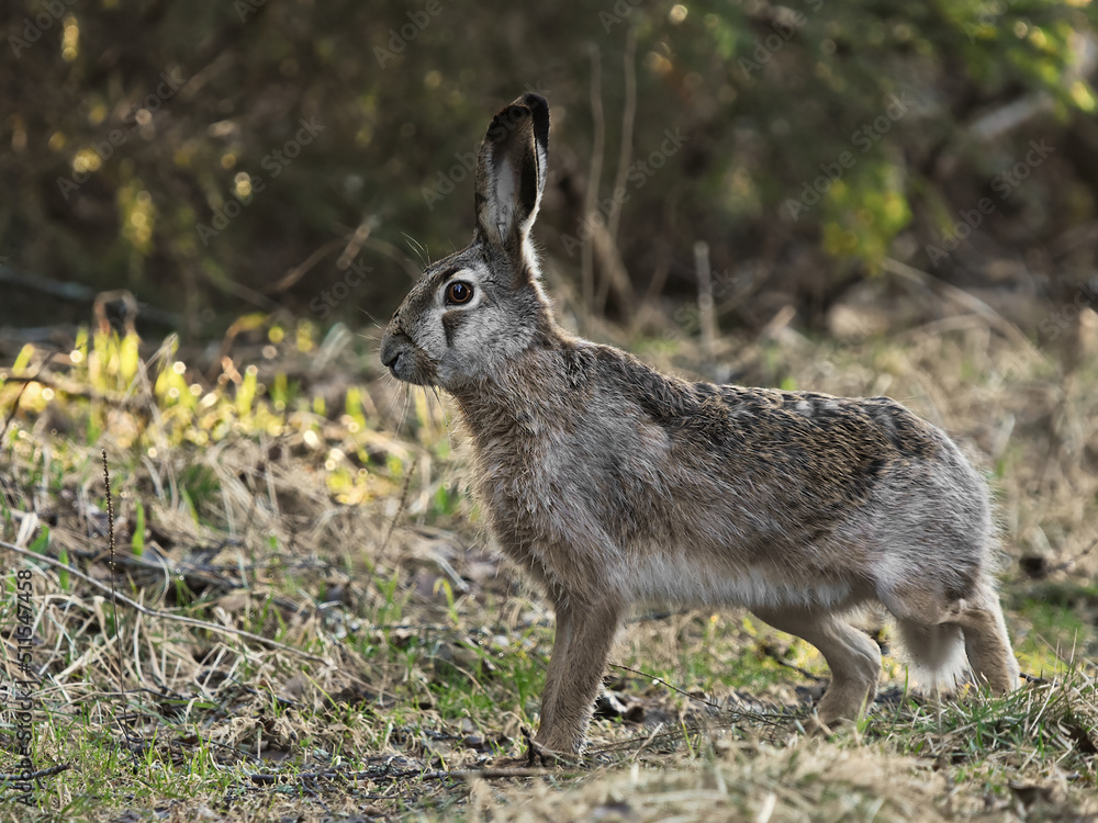 European hare (Lepus europaeus) in the forest. European hare (Lepus europaeus) in the forest.