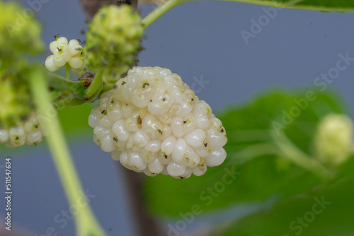 Ripe Mulberry Grains on Branch in the Garden