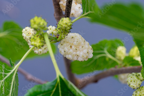 Ripe Mulberry Grains on Branch in the Garden