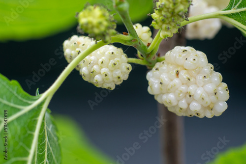 Ripe Mulberry Grains on Branch in the Garden