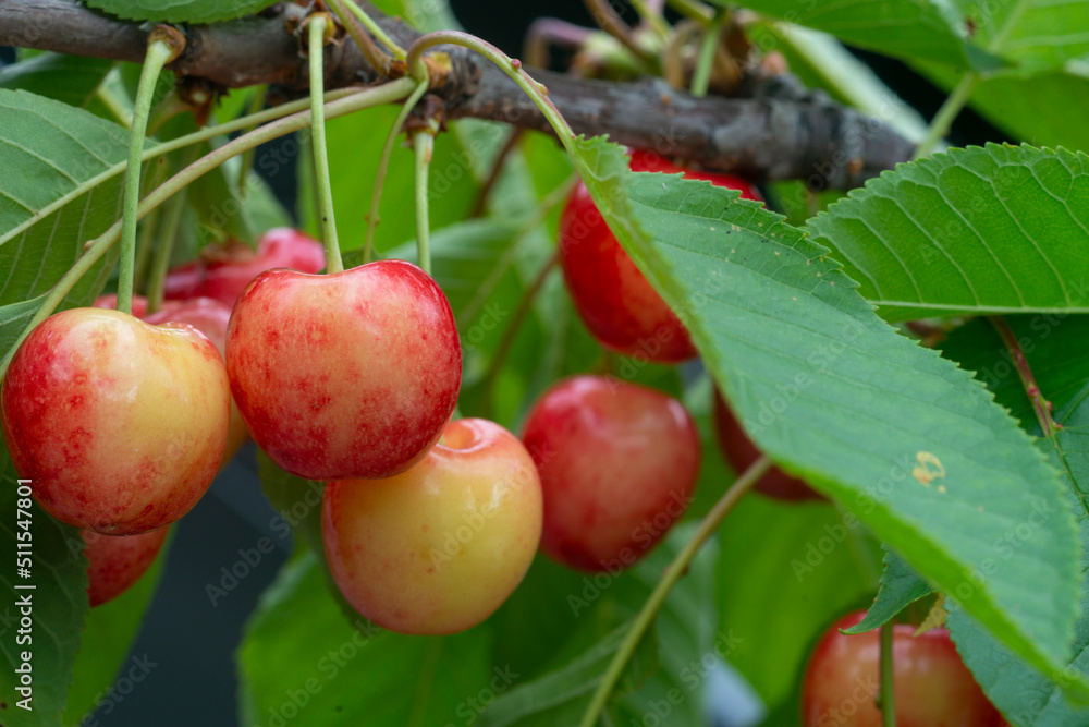 Obraz premium Ripe organic cherries on a branch in the garden.