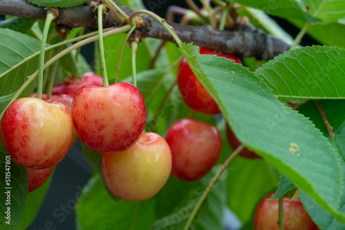 Ripe organic cherries on a branch in the garden.