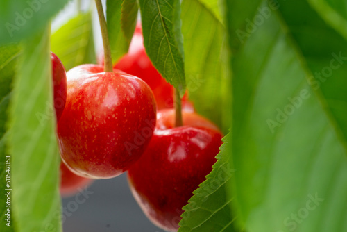 Ripe organic cherries on a branch in the garden.